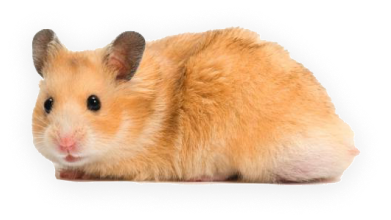 rev_home1_2.png
